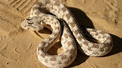 La peligrosa serpiente del Sáhara