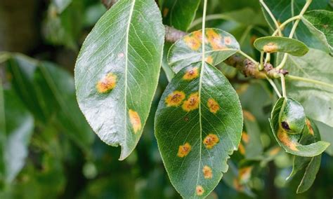 Common Texas Ash Tree Diseases Sid Mourning Tree Service