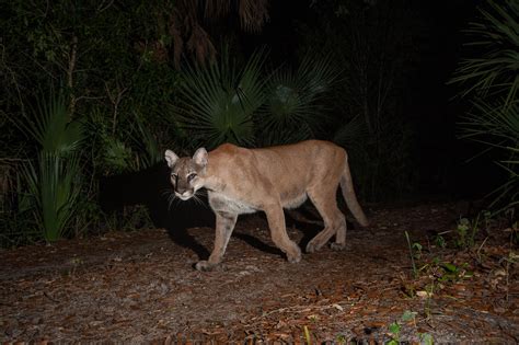 We did not find results for: Animals Need the Dark (U.S. National Park Service)