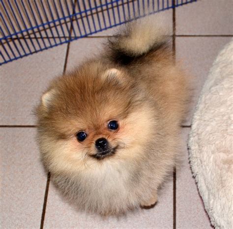 Orange Poms Dee Dees Pomeranians