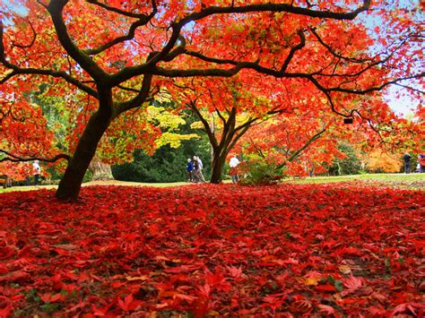 Autumn colour at Westonbirt Arboretum | Flickr - Photo Sharing!