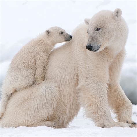 The Mystery Behind Polar Bear Skin Why Are They White 2024