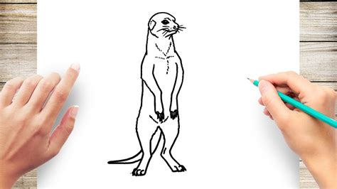 How To Draw A Meerkat Step By Step Youtube