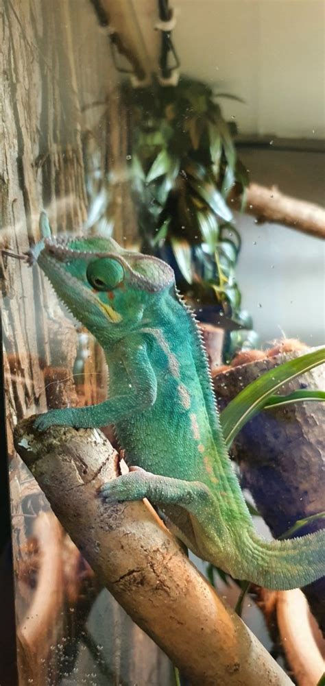 Panther Chameleon At Dartmoor Zoo Zoochat