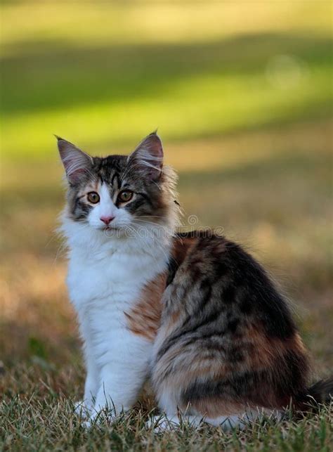 A Beautiful Four Months Old Norwegian Forest Cat Kitten Stock Photo