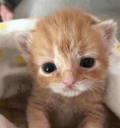 Tiny Calico Kitten Rescued Hours After Birth Artofit