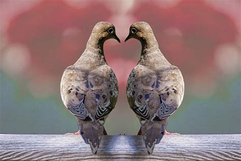 Two Love Dove Birds Photograph By Randall Nyhof Fine Art America