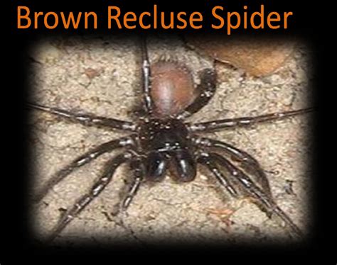 Deadliest Species In The Earth Brown Recluse Spider