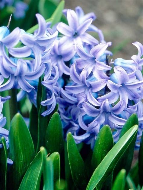 We did not find results for: 7 Beautiful Smelling Plants to Have in Your Yard ... …