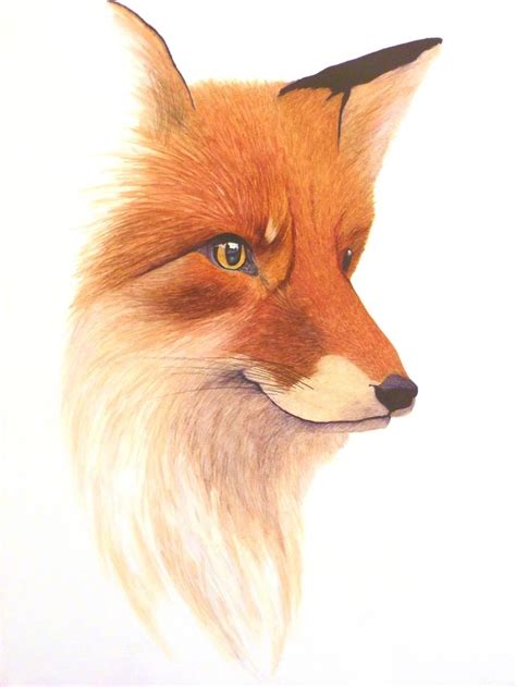 Drawing And Illustration Art And Collectibles Pencil Red Fox Original