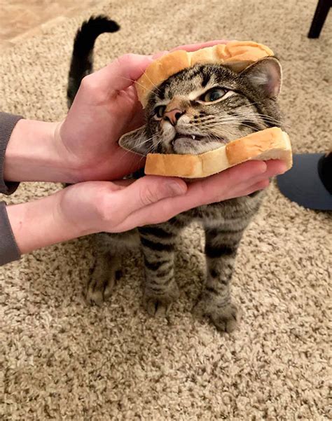 So People Are Making Cat Sandwiches Now