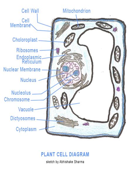 Parts Of A Cell