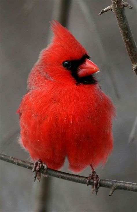 Northern Cardinal Cardinalis Cardinalis In Pennsylvania Usa By Ken
