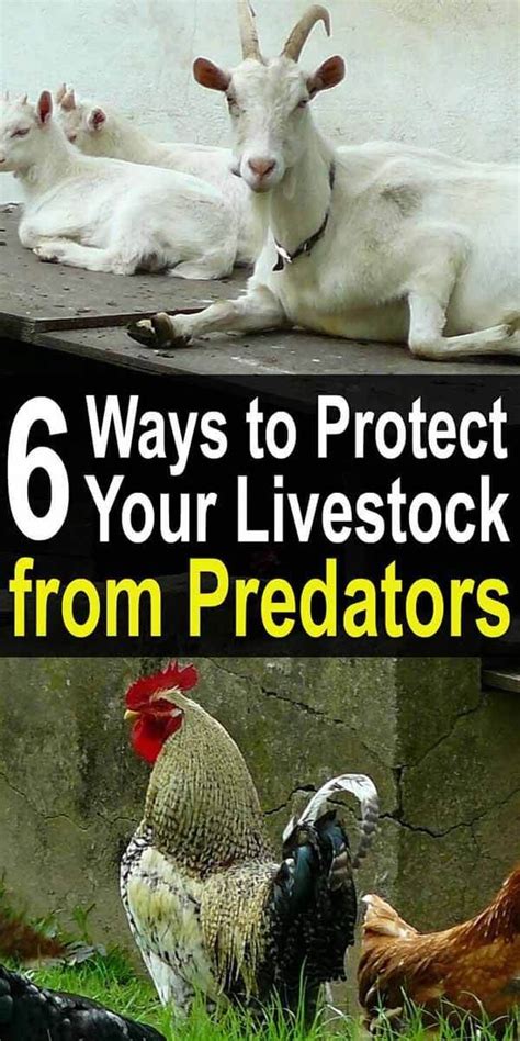 6 Ways To Protect Your Livestock From Predators Artofit