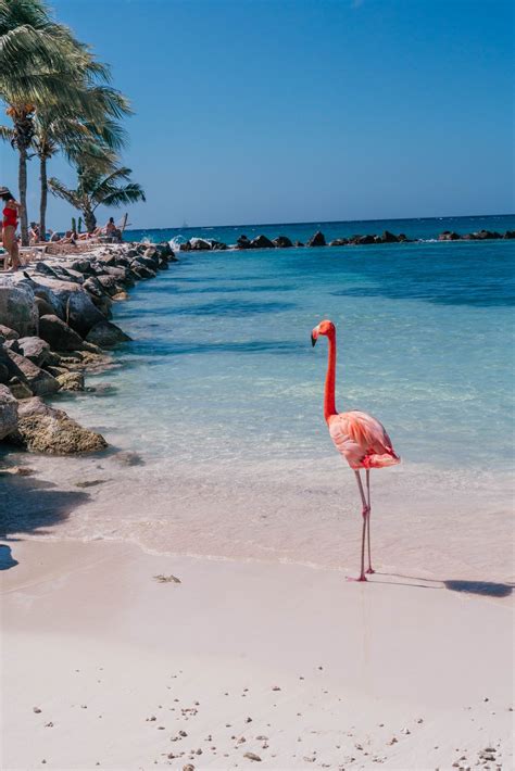 What You Need To Know About Visiting Flamingo Beach In Aruba My