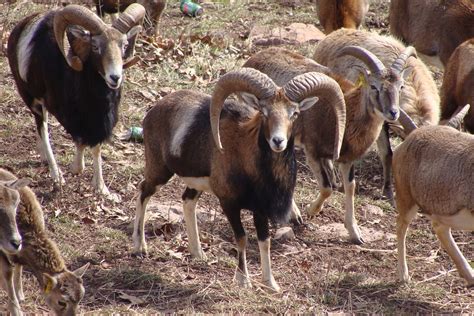 European Mouflon Sheep Rams Star On The Left And Shotgun O Flickr