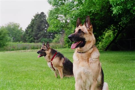 Guard Dogs Wallpapers Animal Literature