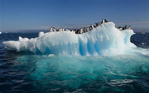 Ice Penguins Arctic 1920x1200 Wallpaper High Quality