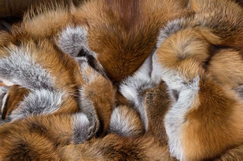 European Red Fox Fur Blanket Basic Style Paustian Furs