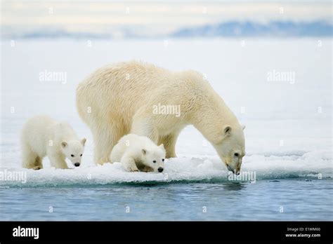 Polar Bear Mother Ursus Maritimus And Cubs Svalbard Archipelago