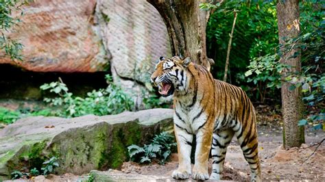 Sibirischer Tiger im Tiergarten Nürnberg gestorben News
