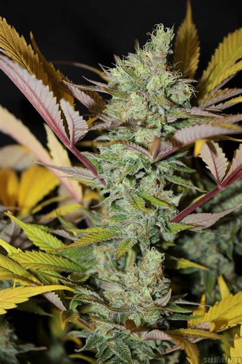 It has a very good yield and harvest and the only thing the plant requires in abundance is. CBD Critical Mass (by CBD Crew) :: SeedFinder :: Strain Info