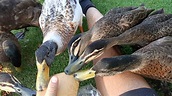 Feeding ducks - YouTube