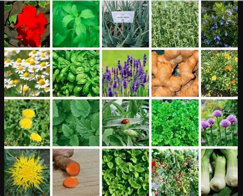 Top 10 Medicinal Plants You Can Grow In Your Homes
