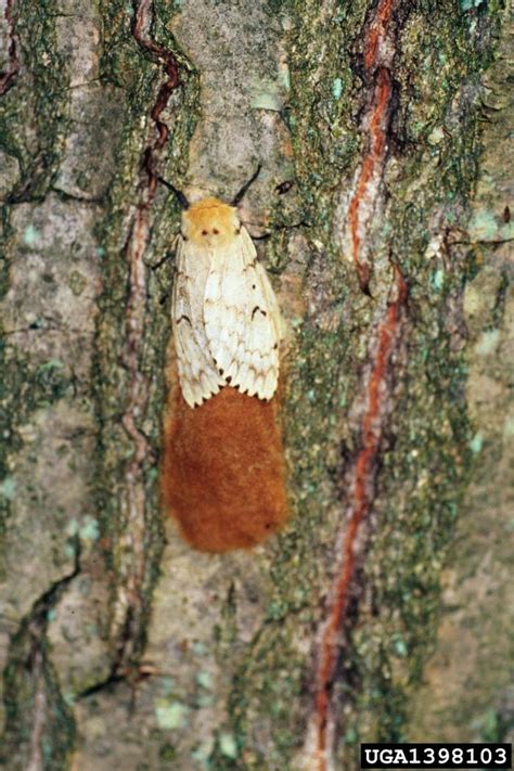 Spongy Moth Formally Gypsy Moth Vermont Invasives