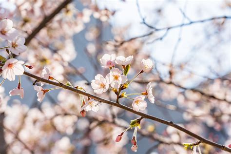 Free Images Cherry Blossoms Hanyang University Spring Flowers