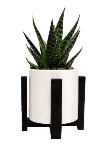 Livetrends Le Corbusier Potted Plant 1 Ct Fred Meyer