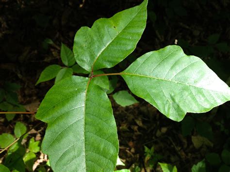 Dont Touch A Scientists Advice For Spotting Poison Ivy Before It