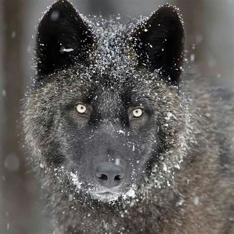 Powerful Wolf Spirit Animal Wolf Photos Wolf