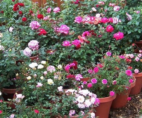 Grow Beautiful Rose Garden Within Pots Tjaipur