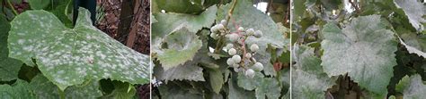 Check spelling or type a new query. How to control grape powdery mildew? - Dora Agri-Tech