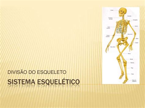 Sistema Esqueletico Divisao Do Esqueleto