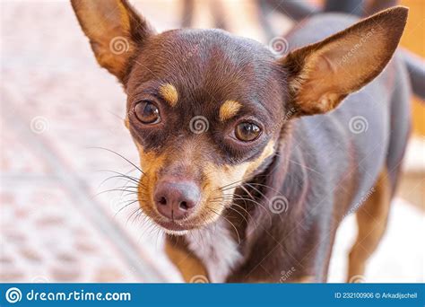 Mexican Brown Chihuahua Dog Portrait Looking Lovely And Cute Mexico