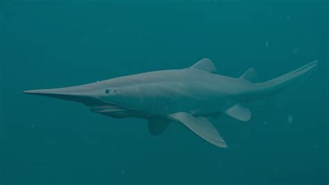 Goblin Shark Facts And Information Guide American Oceans