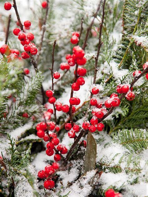 5 Of The Best Plants With Winter Berries Indoor Plants