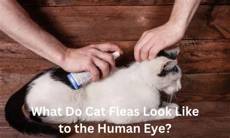 What Do Cat Fleas Look Like To The Human Eye
