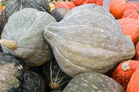 Winter Squash Varieties Drbeckmann