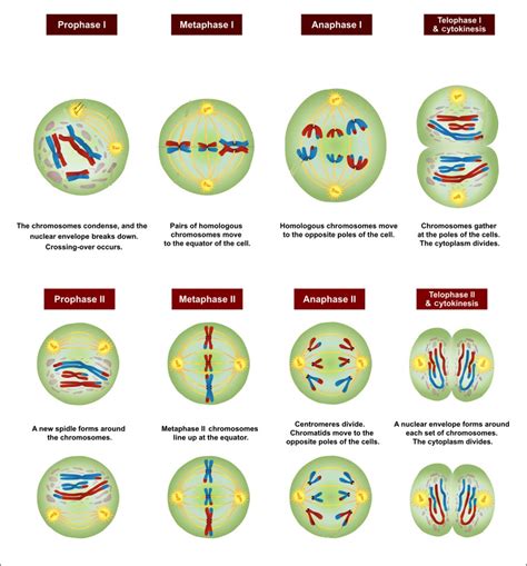 Cell Division Proteins Creative Biomart