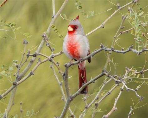 Male Pyrrhuloxia 22023 14 Photo By Martin Molina Southe Flickr