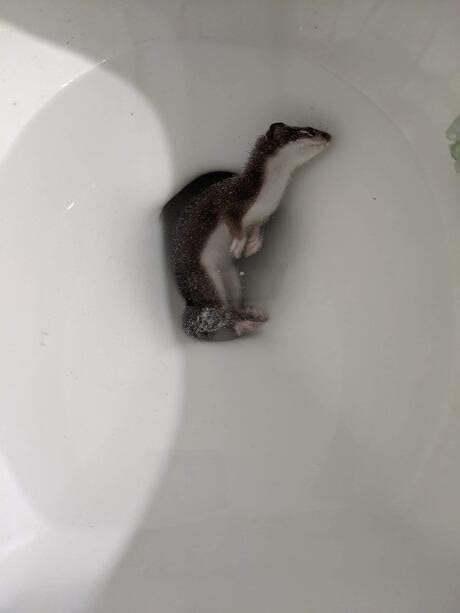 Stuff Of Nightmares Dead Weasel In Toilet Leaves Pei Homeowners