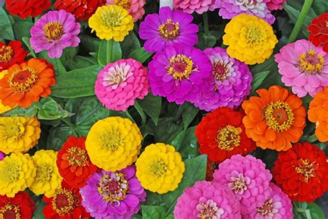 State Fair Zinnias All You Need To Know About These Amazing Flowers