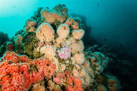 Close Up Of Orange Coral Cod Cephalopholis Miniata Fish Swimming On The