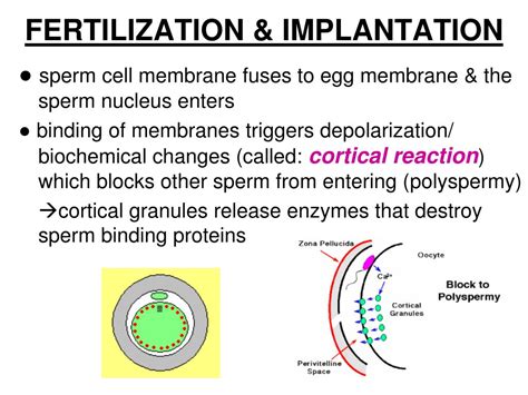 Ppt Ch 46 Part 3 Human Reproduction Fertilization Pregnancy