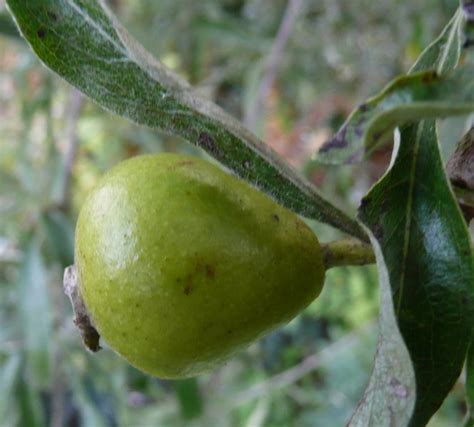 Pyrus Salicifolia ‘pendula’ Plants Oak Leaf Gardening