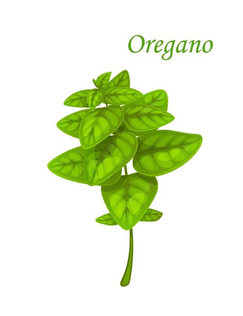 Oregano Herb Set On White Background Royalty Free Svg Cliparts Clip