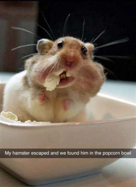 His Face Lol Hamsters Are Hilarious Cute Hamsters Funny Animals